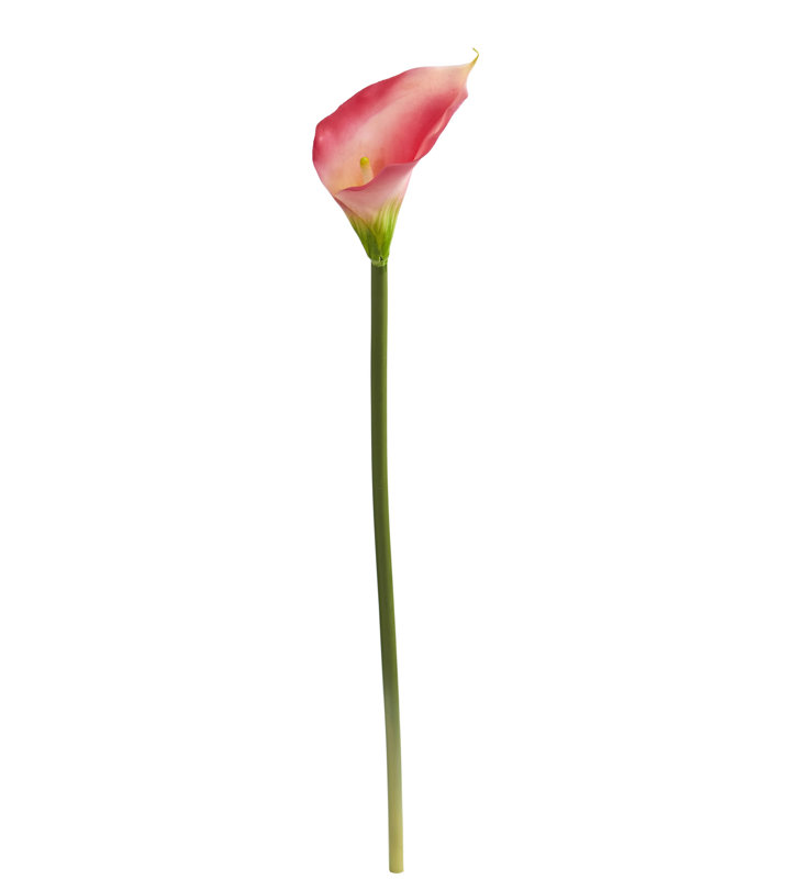 Tige de lys Calla, Rose