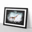 Black Kite Bird - Picture Frame Painting Print-56854708-56854711