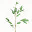 Branche de feuilles d'eucalyptus artificiel pour remplisseur de vase, bouquet de feuillage en vrac à longue tige de ferme pour décoration de table de centre de table de bureau à domicile