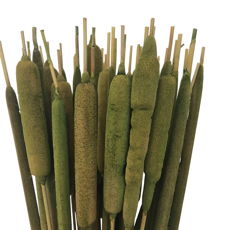 Tige d'herbe Flournoy, Herbe fraîche