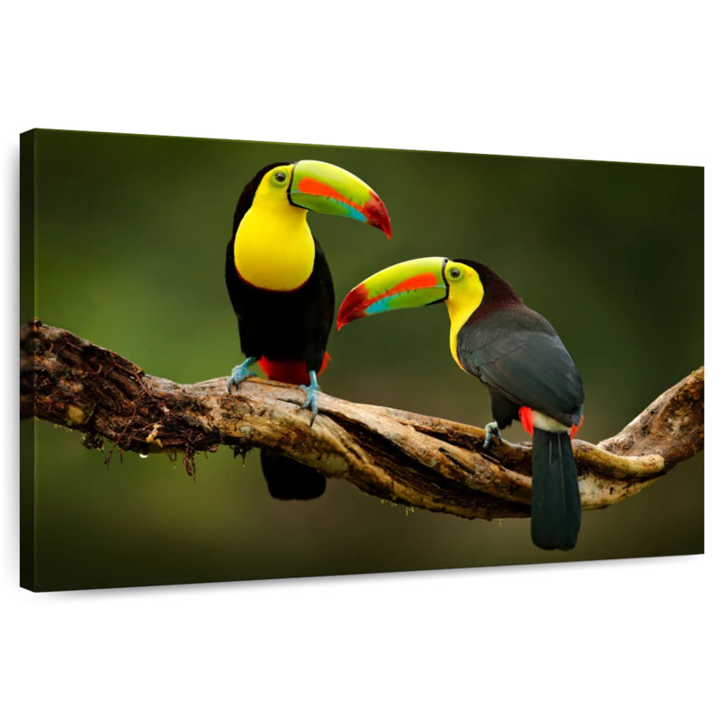 Brampt Toucans On Branch, 24" H x 36" W