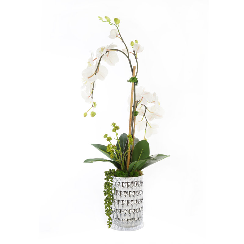 Véritables centres d'orchidées en pot