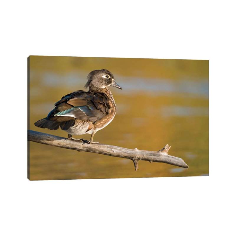 Wood Duck Female, North Chagrin Reservation, Ohio by Steve Gettle - Wrapped Canvas Print