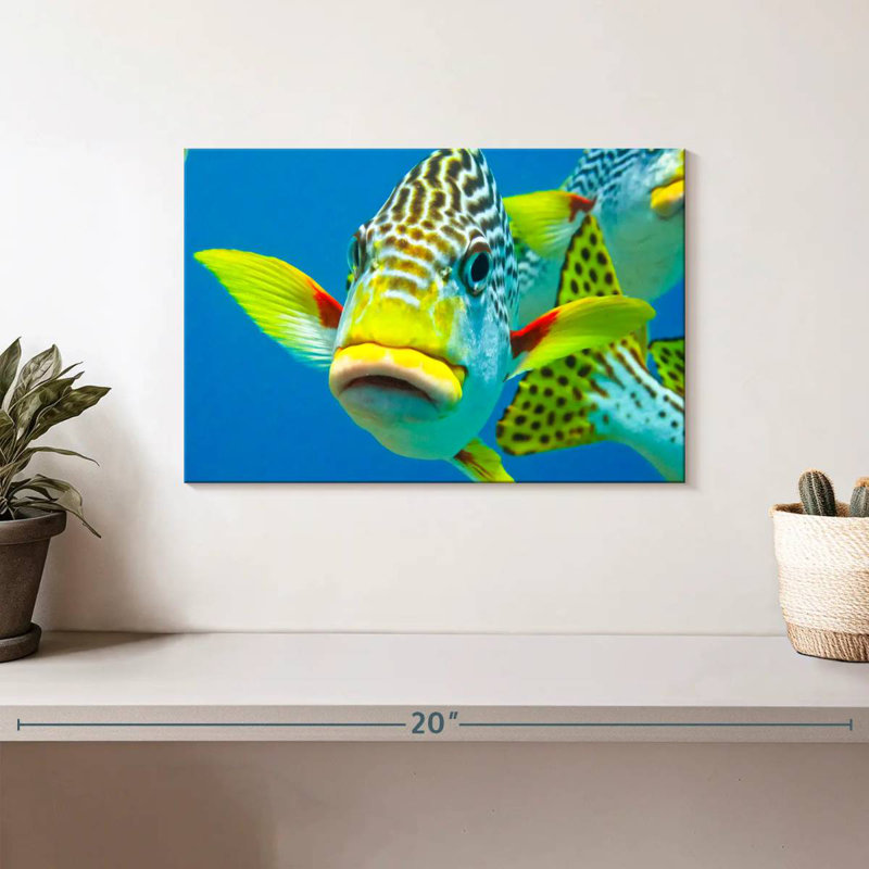 Sweetlips Close Up, 8" H x 12" W