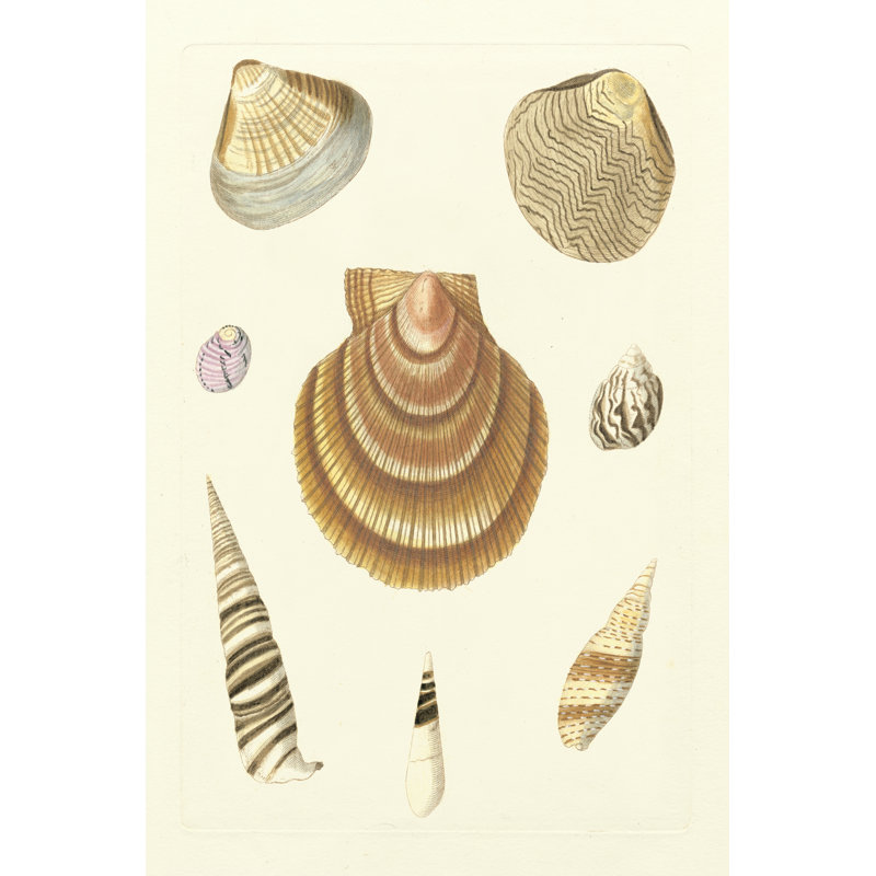 Knorr Shells V by Knorr - Wrapped Canvas Art Prints, 46cm H x 30cm W
