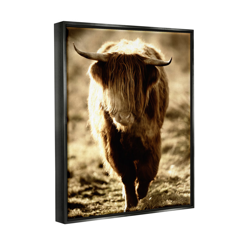 Sunlit Highland, Longhorn, bovin, campagne, campagne, Cadre flottant noir de jais, H 21 po x l 17 po x P 1,5 po
