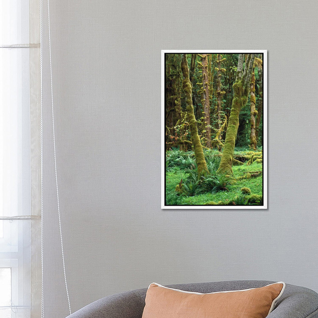 Maple Glade, Quinault Rain Forest, Olympic National Park, Washington von Tim Fitzharris - Gallery-Wrapped Canvas Giclée ...