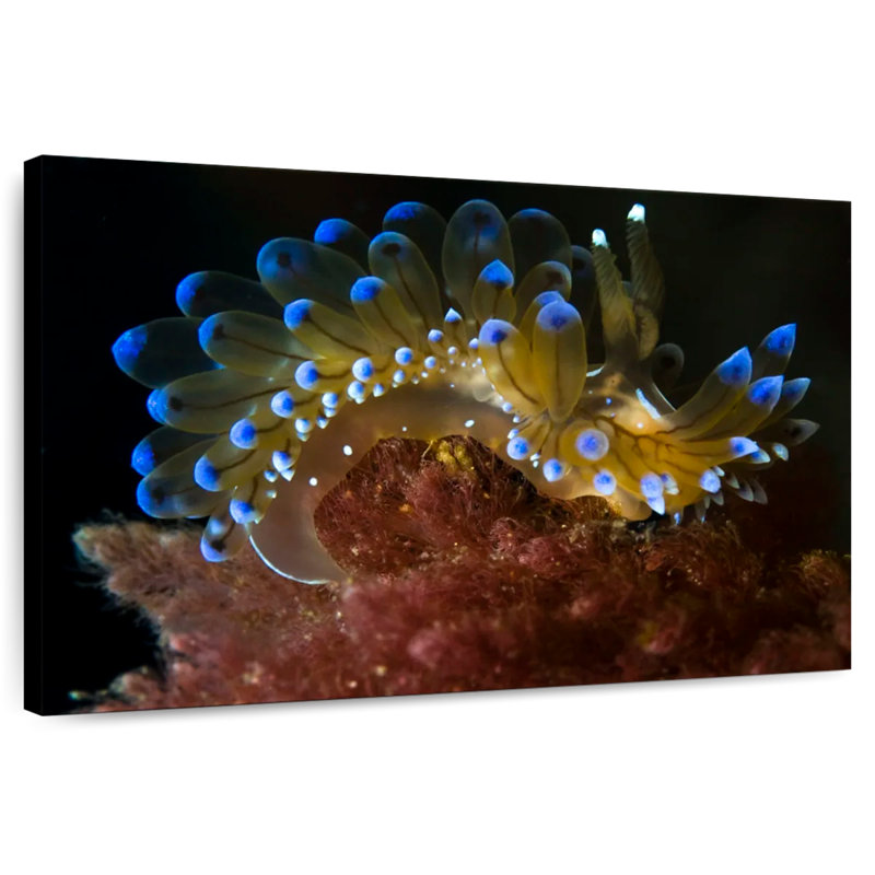 Corneille de mer Aeolis, H 16 po x l 24 po