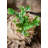 Faux Foliage Plant-1861902809-1772186845