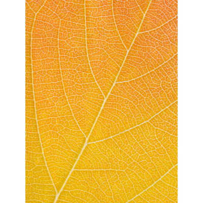 Autumn Leaf by Philippe Monthoux