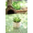 Gamache 7'' Faux Succulent in Ceramic Pot