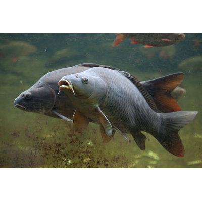Wild Common Carp by Wrangel - Wrapped Canvas Print