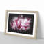 Beautiful Pink Carnation Petals - Single Picture Frame Print on MDF-56891501-56891495