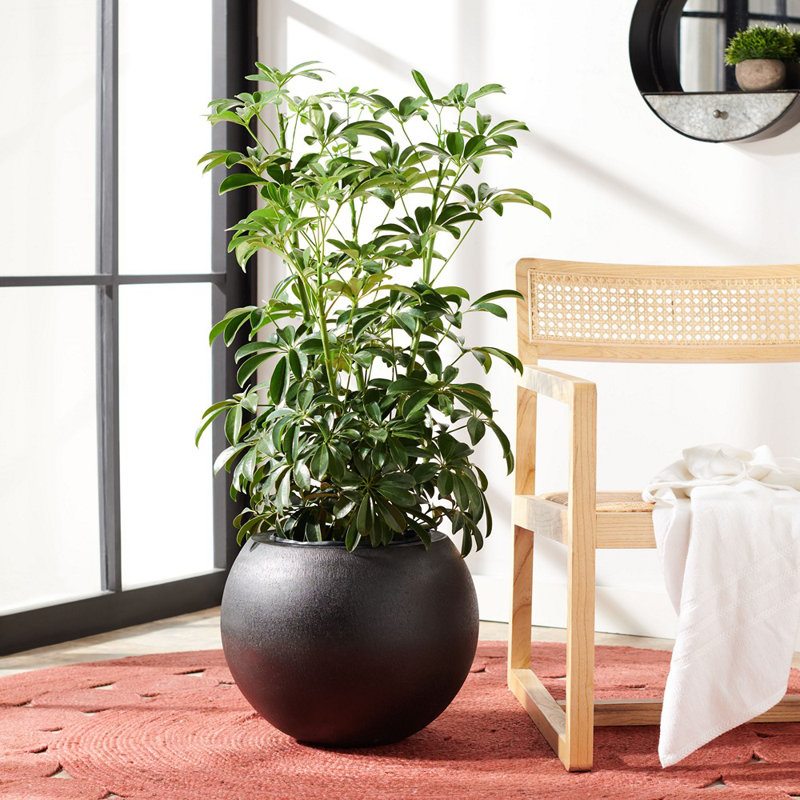 Mcgill Concrete Pot Planter, Black, 12.7" H x 15.7" W x 15.7" D