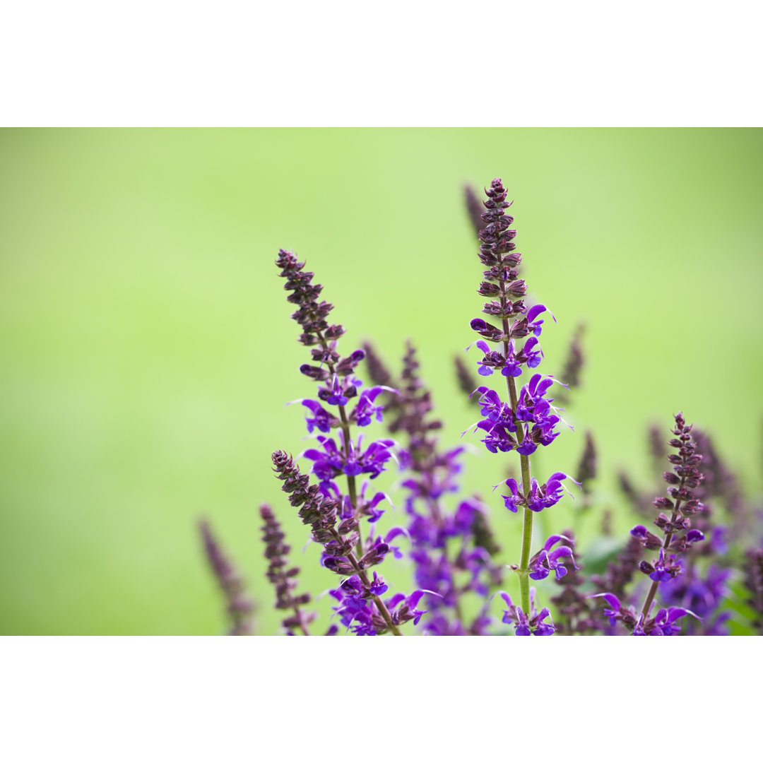 Salvia nemorosa von Skhoward - Leinwandgemälde