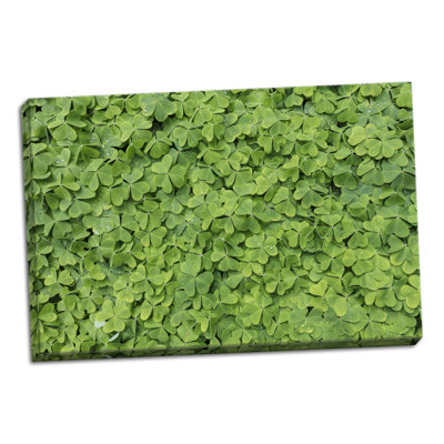 « roséed oxalis », reproduction de photo