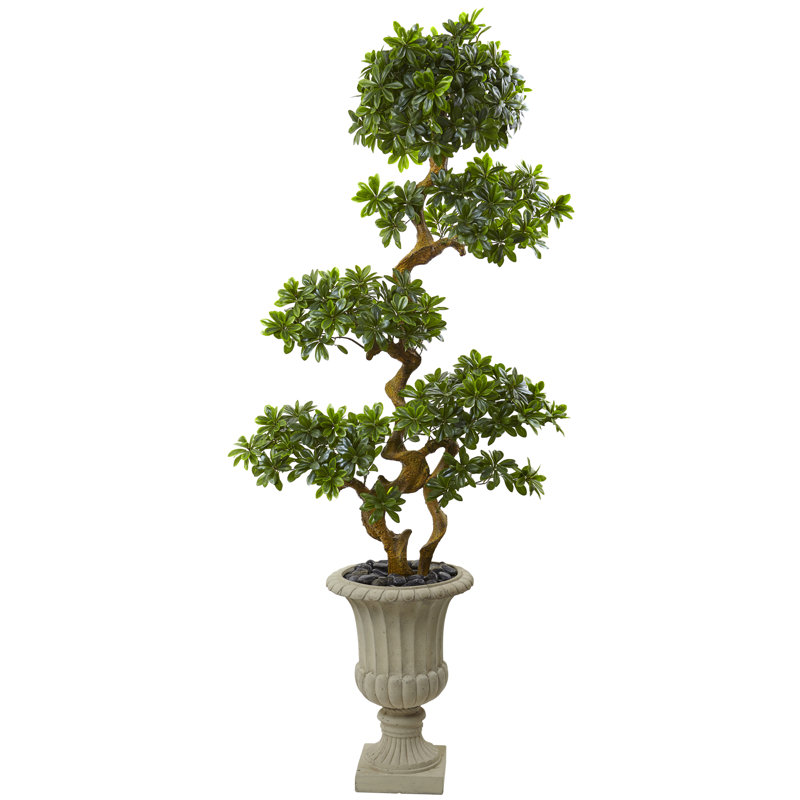 Arbre de pittosporum artificiel en urn