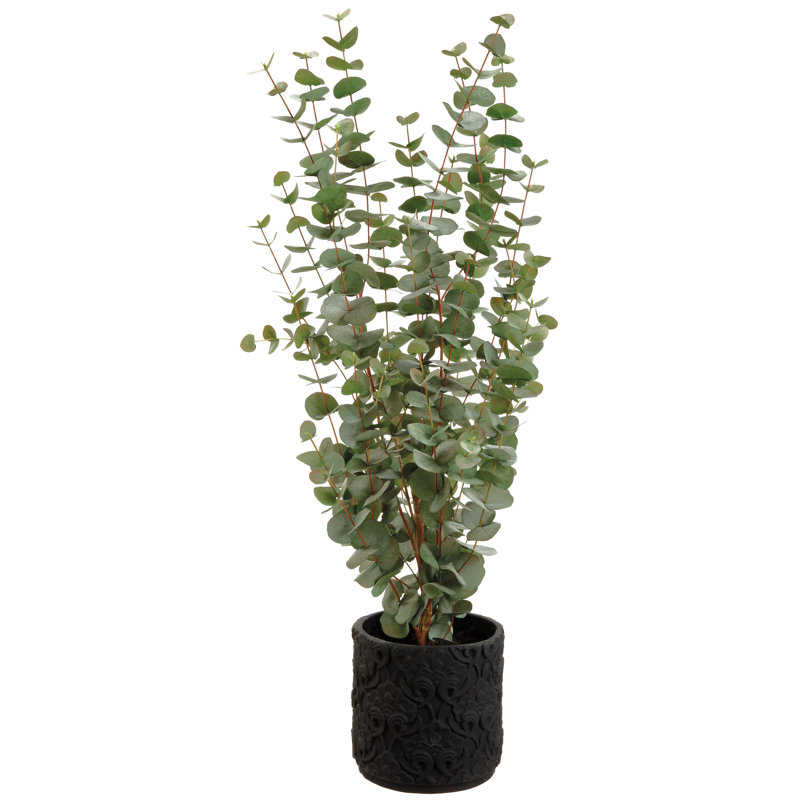 Plante eucalyptus dans un pot de fleurs