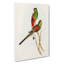 Beautiful Parakeets by Elizabeth Gould - Wrapped Canvas-55363663