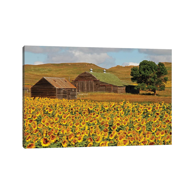 Sunflower Field by Brian Wolf - Wrapped Canvas Print, 66.04 cm H x 45.72 cm W x 1.91 cm D