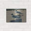 «Hazy Hot and Humid - Laughing Gulls» par Mark Mueller, art mural en métal, 16 po x 12 po
