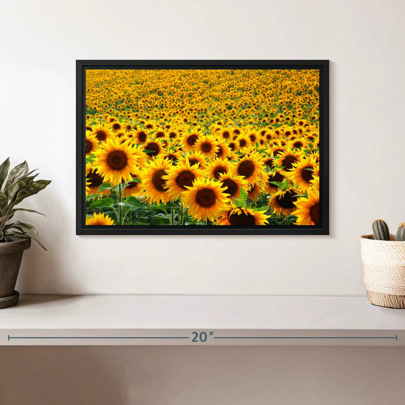 Champ de tournesols sans fin Alvord, H 9 po x l 13 po