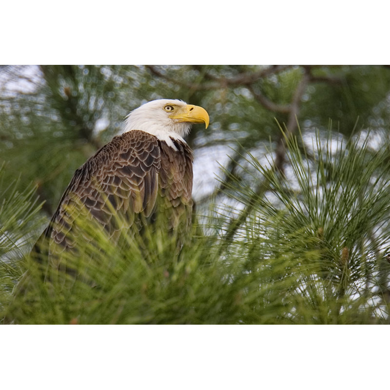 «Femelle aigle à tête blanche» par Fotoguy22 - Photographie sur toile tendue, H 12 po x l 18 po