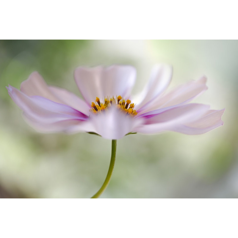 Wrapped Canvas Print, 50.8 cm H x 76.2 cm W