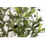 Oliveira Oliveira avec panier tissé Livia-810126737-810126746-810126749