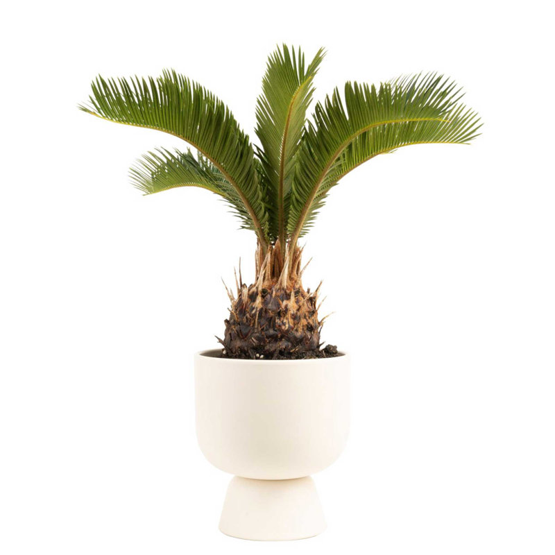 Sago Palm Tree in Ceramic/Wood Planter