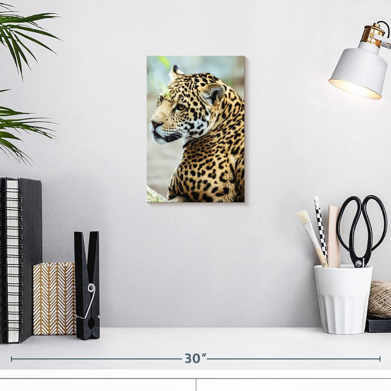 Look Brampt Jaguar, H 12 po x l 8 po