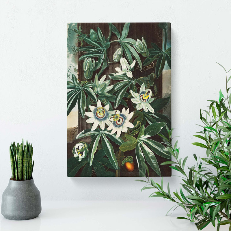 Bluecrown Passionflower by R.J. Thornton - Wrapped Canvas, 76cm H x 50cm W x 3cm D