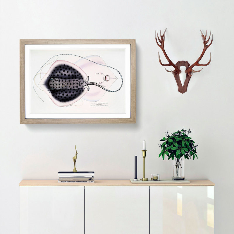 Stingray Illustration by John Edward Gray - Picture Frame Graphic Art Print, 48cm H x 65cm W x 2cm D, Oak Framed