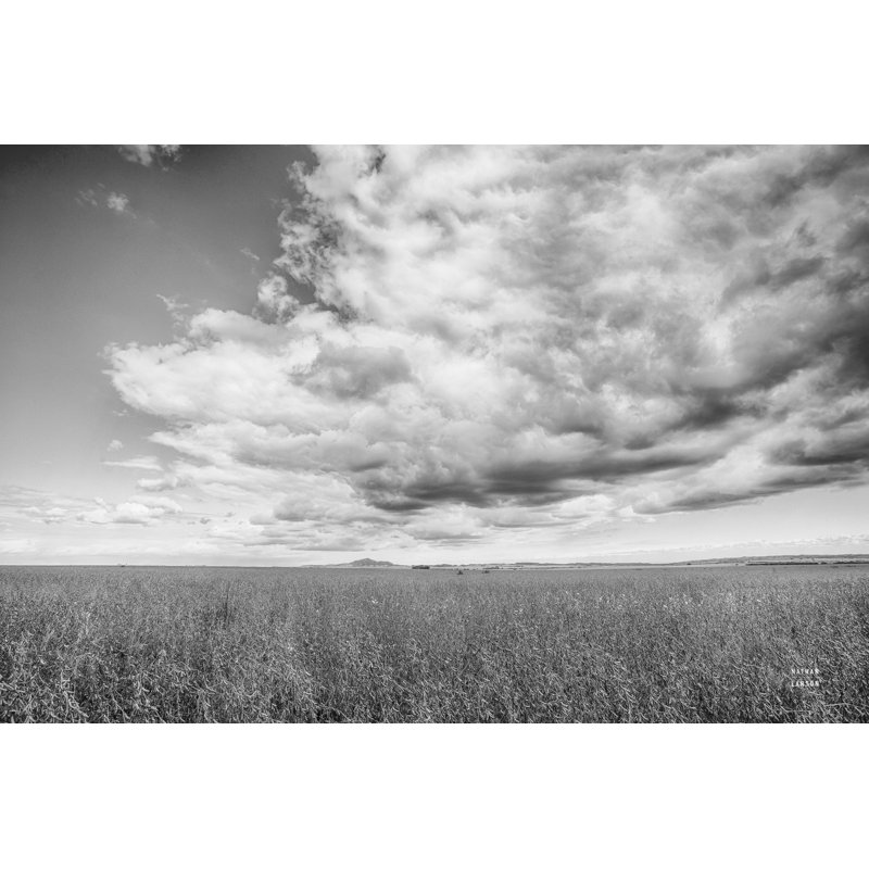 «Soy Fields BW» par Nathan Larson, reproduction, Non, H 8 po x l 12 po, Toile tendue