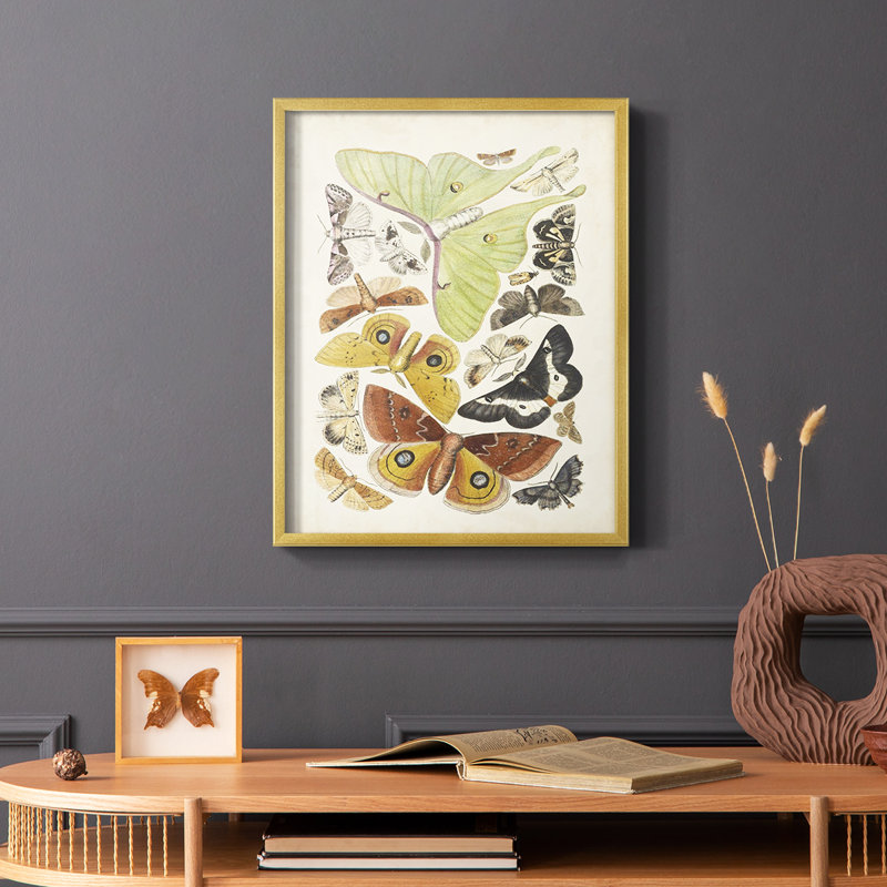 Antique Moths I, reproduction encadrée - bois massif, Or, H 28 po x l 22 po