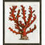 Red Coral Illustration V Giclee Print by Soicher Marin Archives