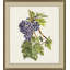 Vineyard Grapes Impression 2 Print by Nathan Turner