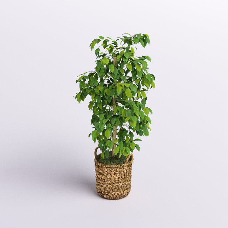 Ficus artificiel 48 po dans un panier