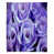 Purple selected