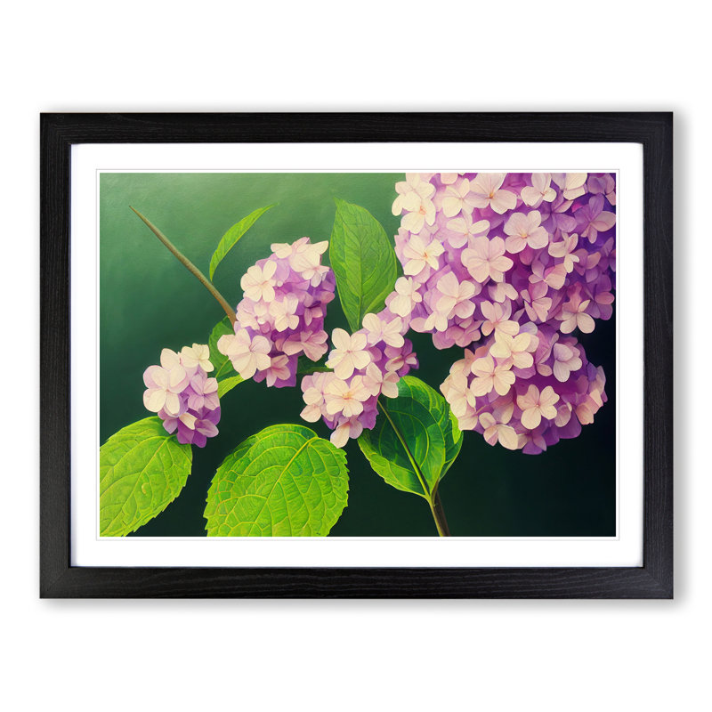 Gorgeous Hydrangea Flowers - Single Picture Frame Print, Black Framed, 46cm H x 64cm W x 2cm D