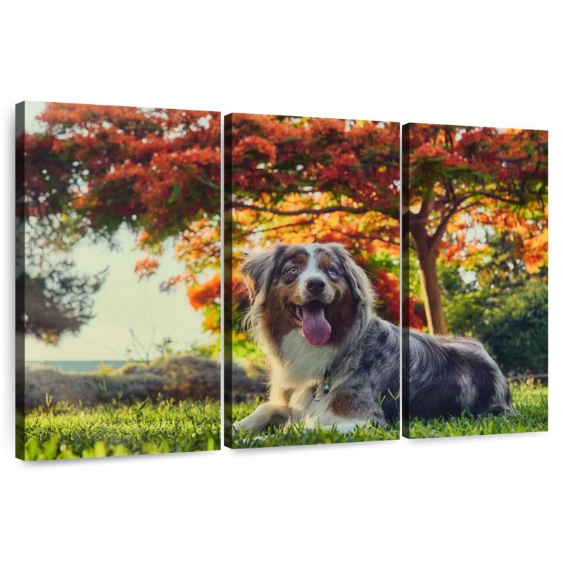 Brampt Cherry Border Collie, 32" H x 50" W