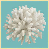 Coral On Aqua 6 Print by Lillian August
