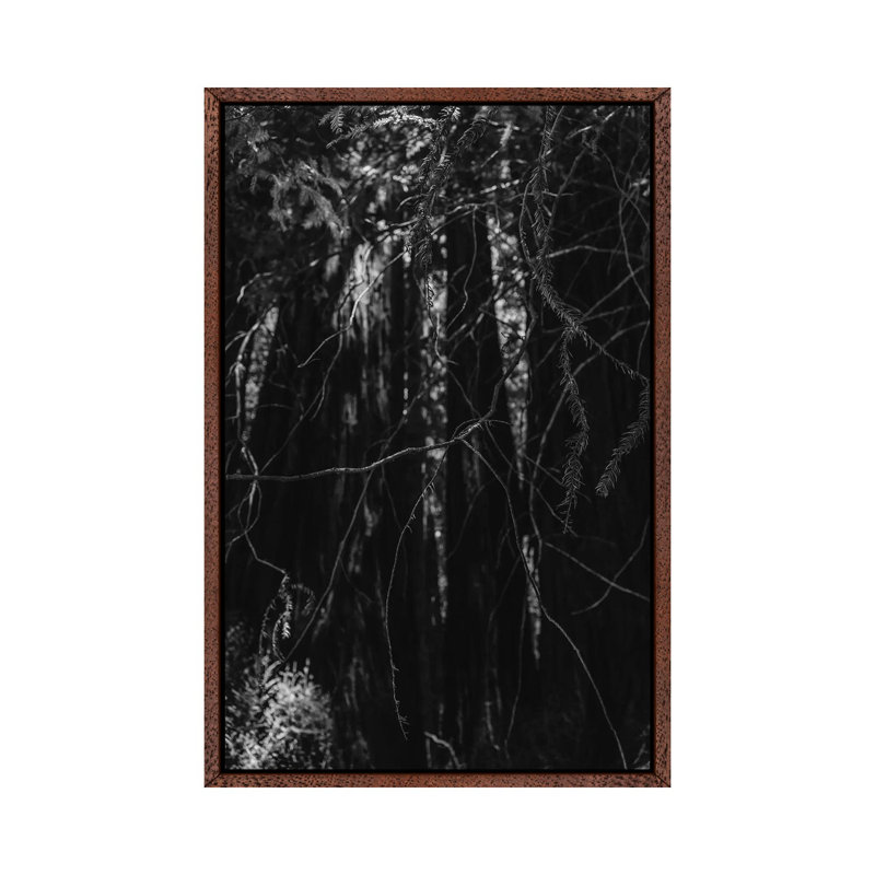 Redwood Forest XIII by Bethany Young - Print on Canvas, 66.04cm H x 45.72cm W x 3.81cm D, Classic Brown Wood Framed