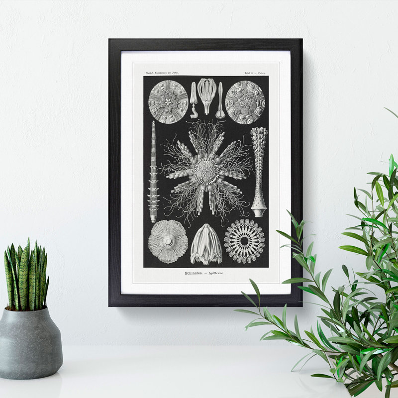 Echinoida Sea Urchin Vol.2 by Ernst Haeckel - Picture Frame Graphic Art, Black Framed, 36cm H x 27cm W x 2cm D