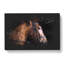 Horse Portrait - Wrapped Canvas-56640295