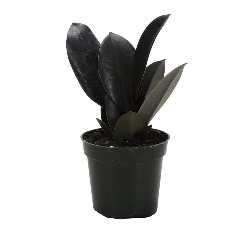 Live Burgundy Rubber Plant, 6" H x 4.5" W x 4.5" D