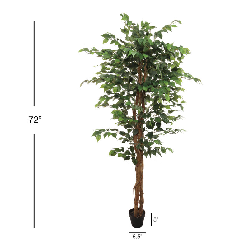 72 Ficus