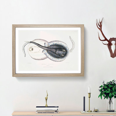 Trygon Stingray Illustration by John Edward Gray - Picture Frame Painting Print