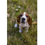 Basset hound chiot