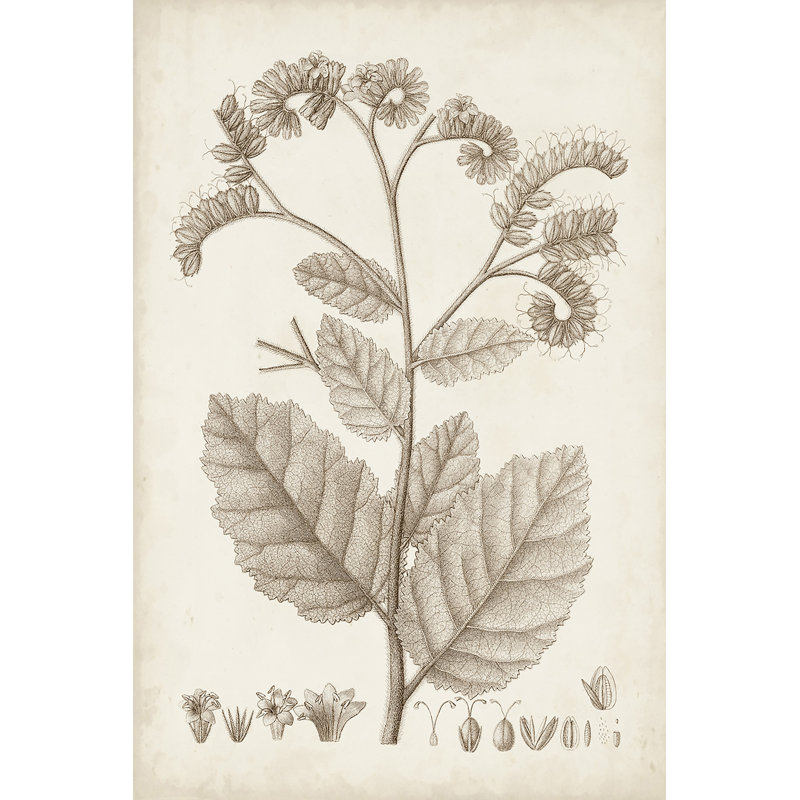 Antique Sepia Botanicals IV - Print on Canvas, 30 cm H x 20 cm W, Black Floater Framed